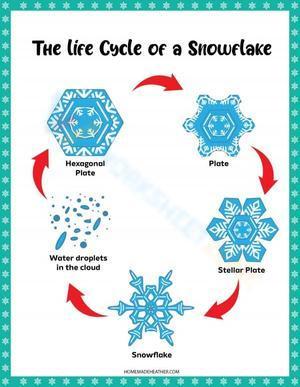 The life cycle of a snowflake