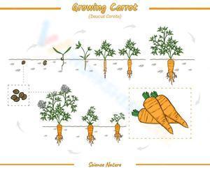 Growing carrot