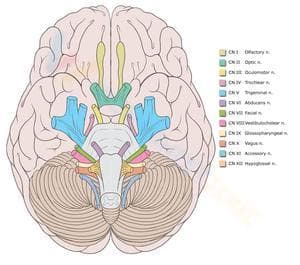 Cranial nerves worksheet 5