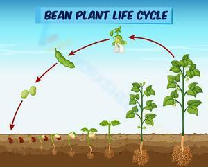 Bean plant life cycle