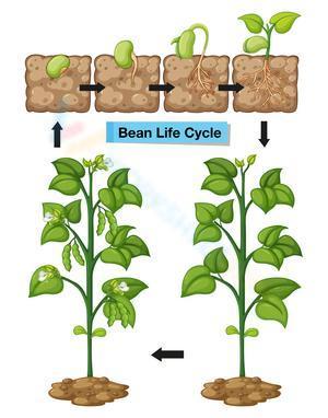 Bean life cycle 1