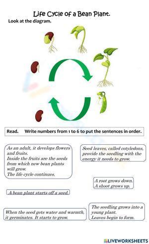 A bean plant life cycle