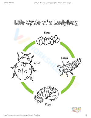 Life cycle of a ladybug