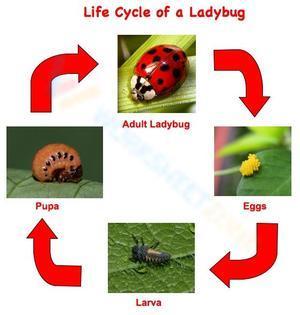 Life cycle of a ladybug