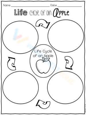 Life cycle of an apple worksheet 