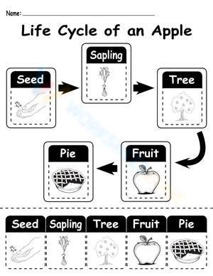 Life cycle of an apple  