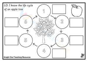 The life cycle of an apple tree