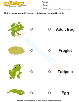 Life Cycle of a Frog Pictures