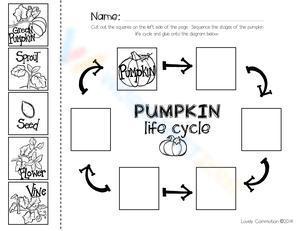 Pumpkin Life Cycle