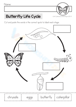 Butterfly Life Cycle Sheet
