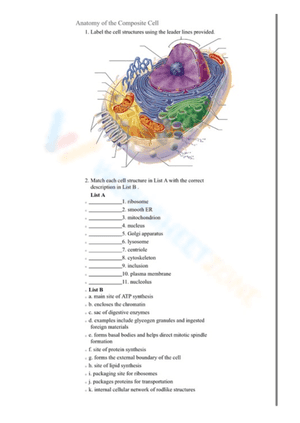anatomy of the composite cell worksheet answers