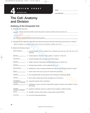Anatomy of the composite cell worksheet answers
