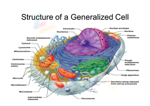 Anatomy of the composite cell worksheet answers