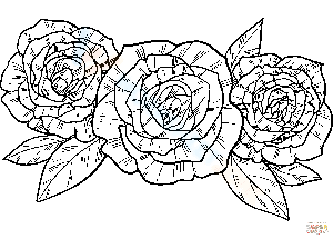 Roses worksheet 