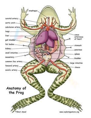 Frog dissection 3