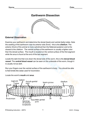 Earthworm Dissection worksheet