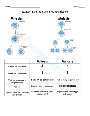 Mitosis and meiosis worksheet