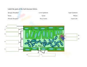 anatomy of a leaf worksheet
