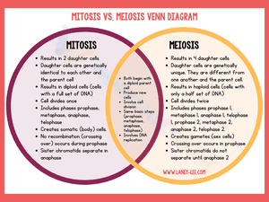 Mitosis or meiosis venn diagram