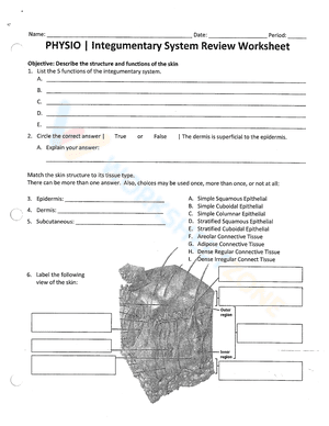 Physio | Integumentary System Review Worksheet