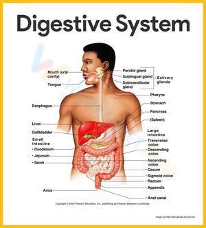 Anatomy of the Digestive System