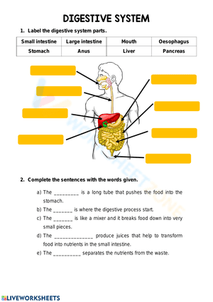 Label digestive system 1
