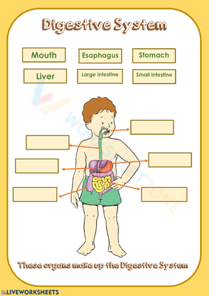 Label digestive system 3