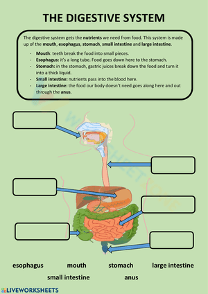 Digestive System Antatomy worksheet 1
