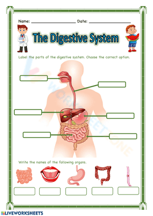 Digestive System Antatomy worksheet 3
