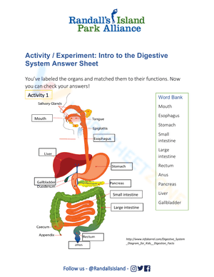 Digestive System Antatomy worksheet 4