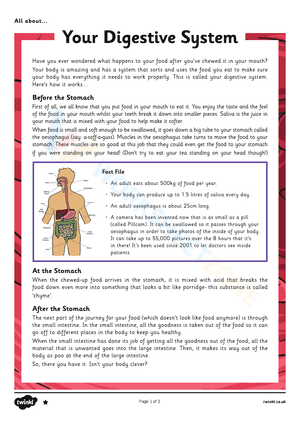 Digestive System Antatomy worksheet 5