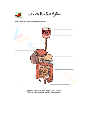 Diagram of Digestive System with Hints.
