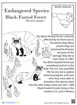 Endangered Species: Black-Footed Ferret