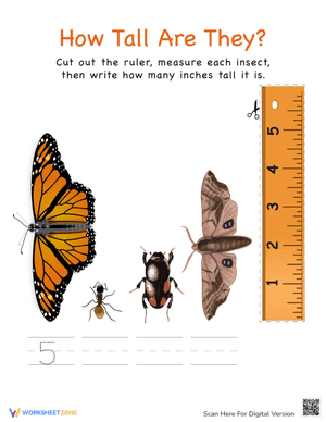 Measuring with a Ruler: Insects!