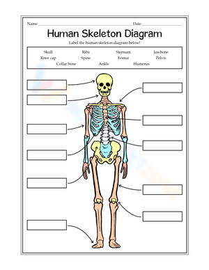 Human Skeleton Diagrams