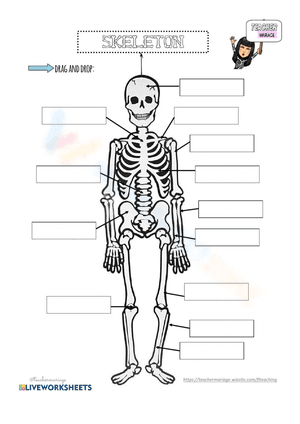Skeleton bones