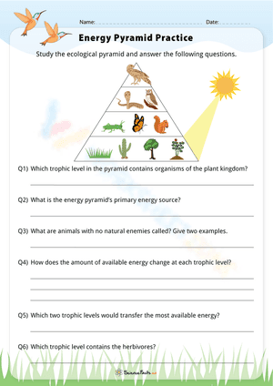 Energy Pyramid Practice Worksheet