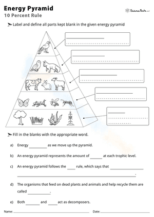 10 Percent Rule Energy Pyramid Worksheet