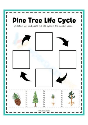 Pine Tree Life Cycle