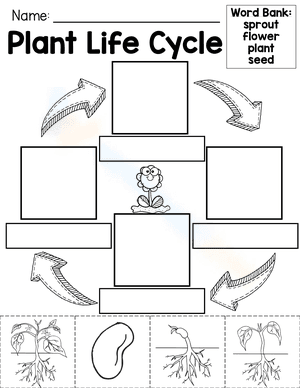 Plant Life Cycle 2