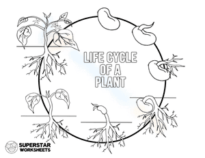 Plant Life Cycle Coloring