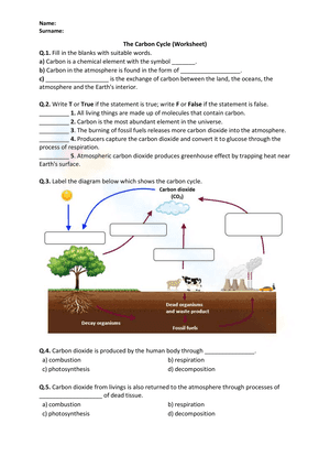 The Carbon Cycle Worksheet