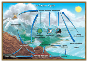 The Carbon Cycle Poster