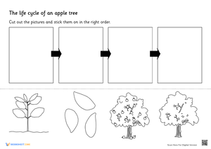 The Life Cycle of an Apple Tree cut and paste 1