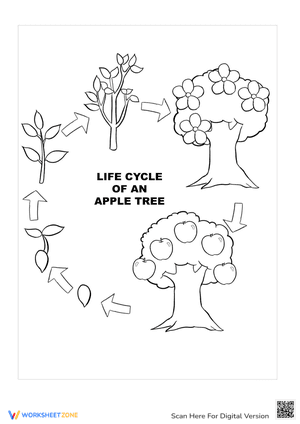 Life Cycle of an Apple Tree Coloring