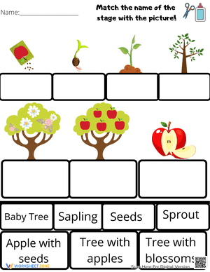 Life Cycle of an Apple Tree worksheet
