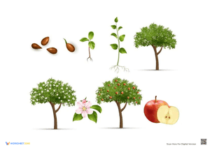 Realistic Life Cycle of an Apple Tree Poster