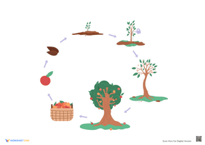 Growth Cycle Apple Tree Poster