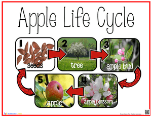 Apple Life Cycle Poster
