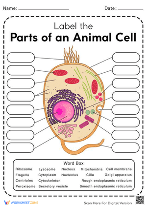 Parts of an Animal Cell